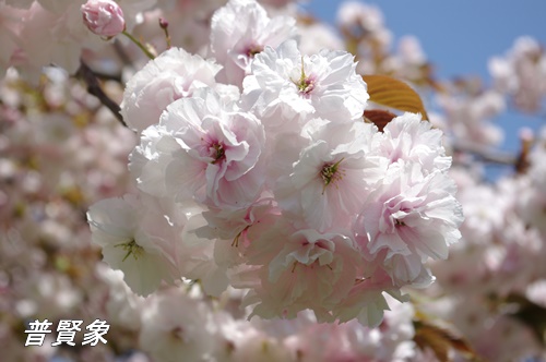 旧芝離宮恩賜庭園