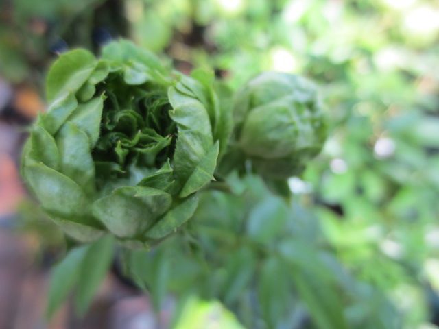 芽キャベツのような愛らしいバラ シソ梅干しの天日干し うさぎのチョコ ばぁばの薔薇の花園 楽天ブログ