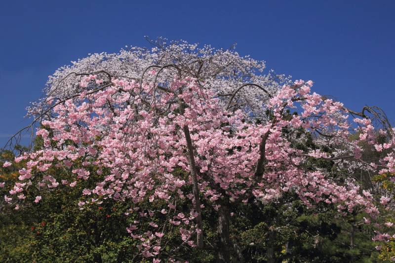 万博記念公園_006.jpg