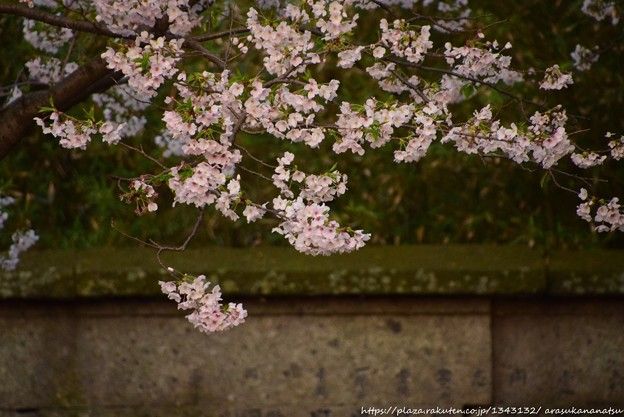 ラウンデイ・ガーデン・シーン:映画史上忘れ去られた最初の映画