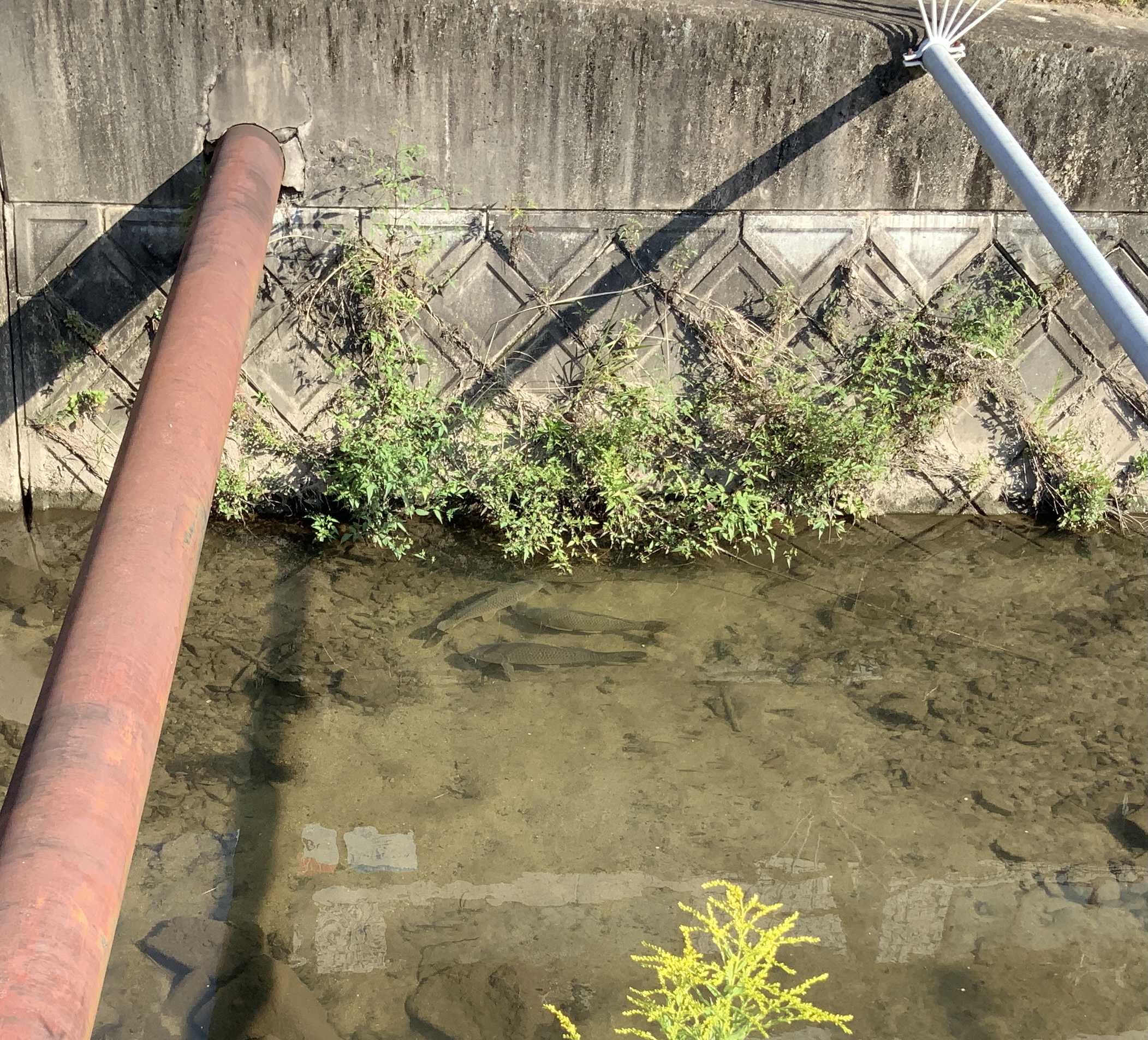 京都の用水路に鯉が泳いでいて すげー きょうは毒きのこ日和です 楽天ブログ