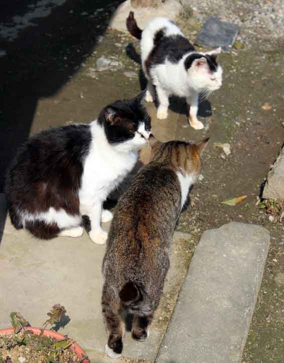 我が家のニャンコ♪2014/02/20-2