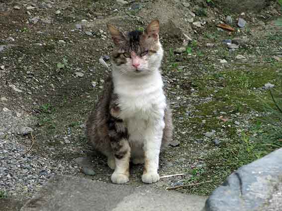 我が家のニャンコ♪2016/5/12-3