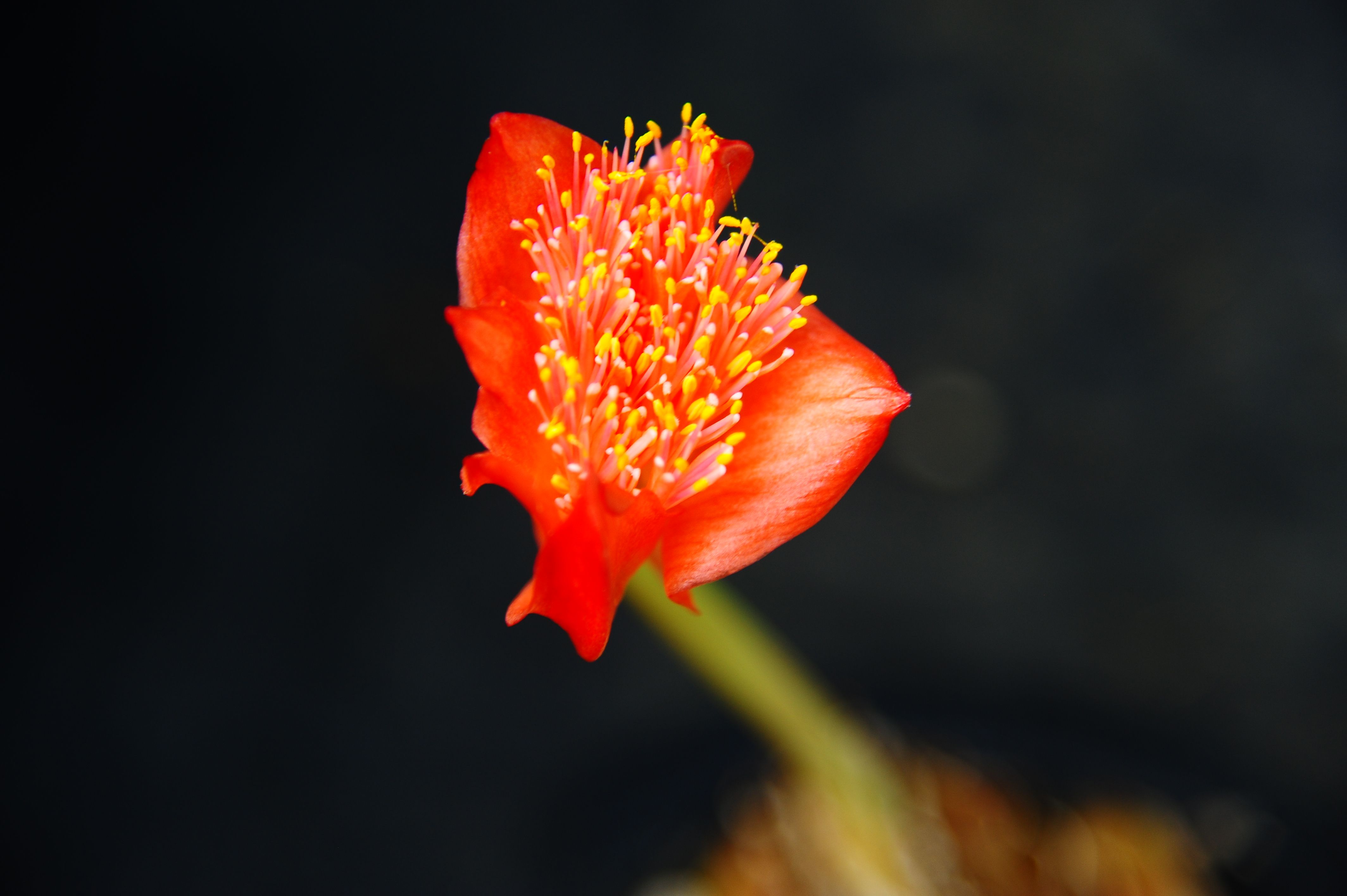 赤花マユハケオモト ハエマンサス の花 勝平１２３のブログ 楽天ブログ