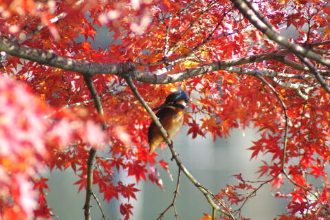 洗足池の野鳥