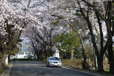 sakura