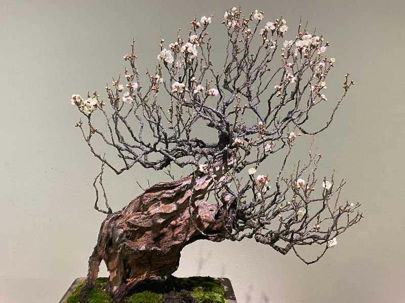 道の駅みのぶ『第五回 甲州野梅盆栽展』 | 醍醐山と下部（しもべ）温泉