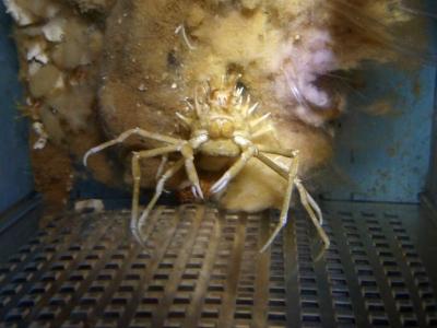 乾燥 標本】激レア！イガグリガニ (抱卵メス) 深海生物 - メルカリ