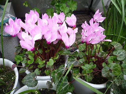 ガーデンシクラメン ほっと一息 楽天ブログ