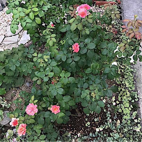 rblog-20170805155450-01.jpg
