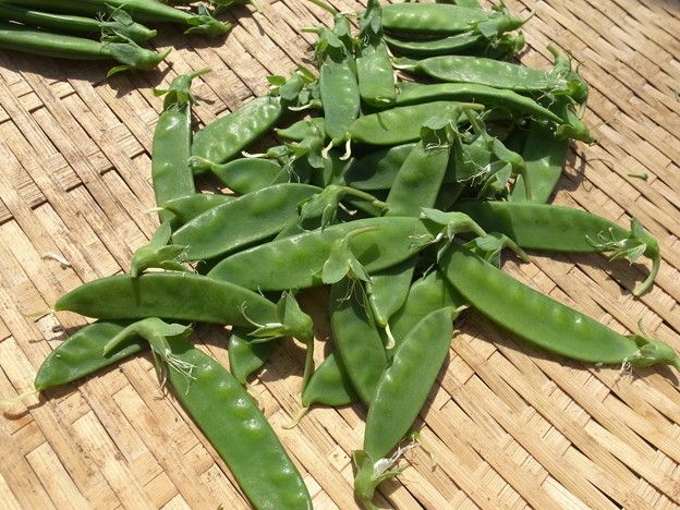 エンドウ豆の種まき時期 暇人主婦の家庭菜園 楽天ブログ