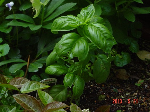 DSC01101.JPG