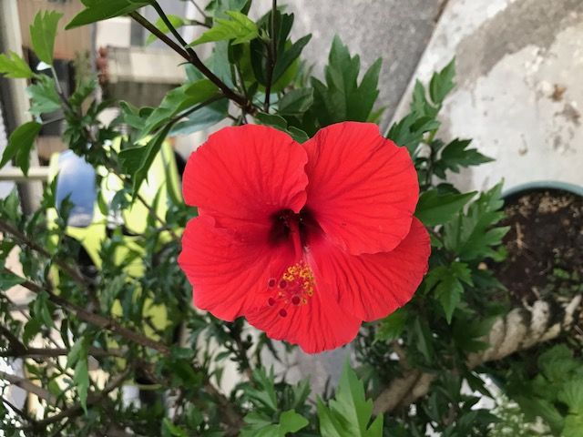我が家のハイビスカス 大木一男のハワイアン活動と趣味の楽しみ 楽天ブログ 我が家のハイビスカス 大木一男のハワイアン活動と趣味の楽しみ 楽天ブログ