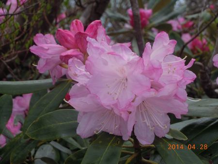 DSCN5178-p.jpg