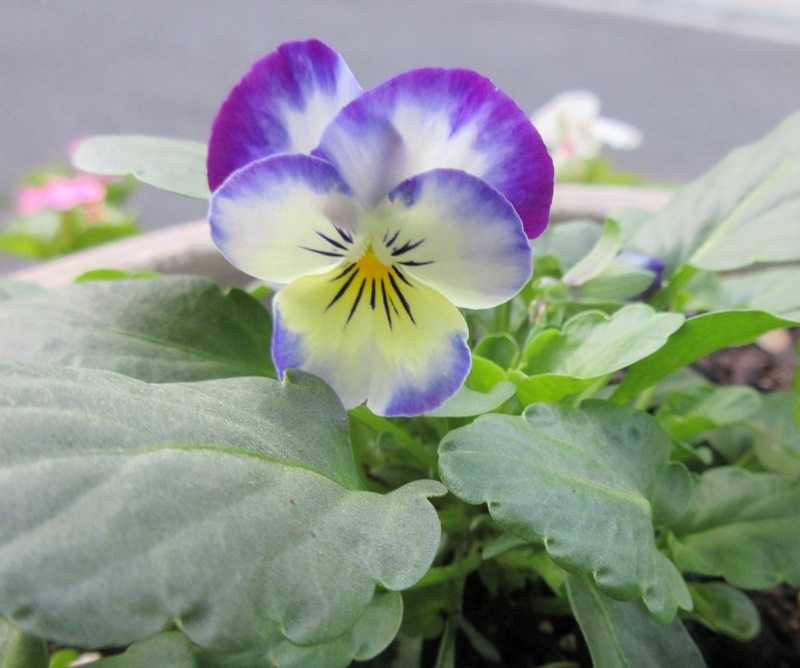 種まきからのビオラの寄せ植え作りと購入したよく咲くスミレ 狭い庭を花いっぱいにする育て方 楽天ブログ