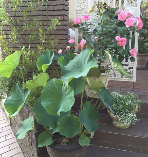 rblog-20160710235305-03.jpg