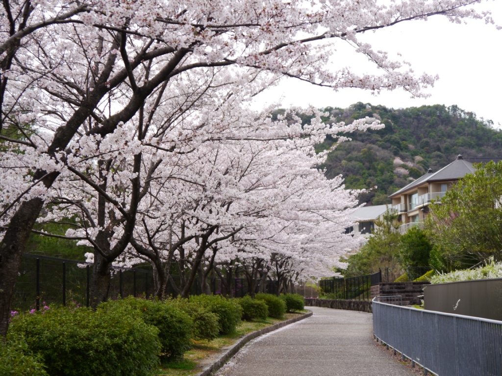 P1060750-.jpg
