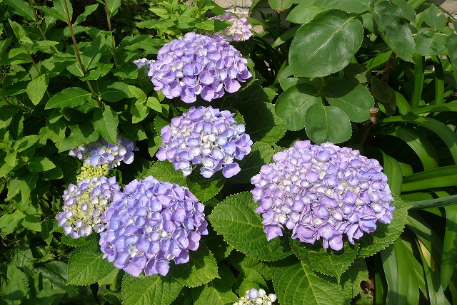 P1040095ss.jpg