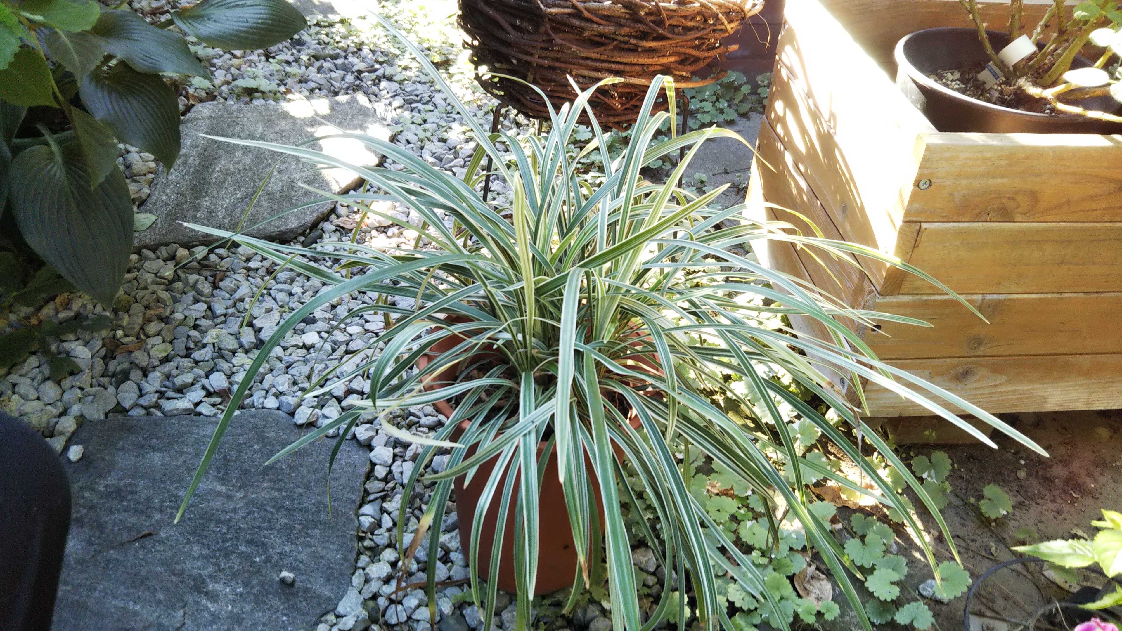 寄せ植え材料 スノードラゴンとラムズイヤーの株分け シェードガーデンと猫 楽天ブログ