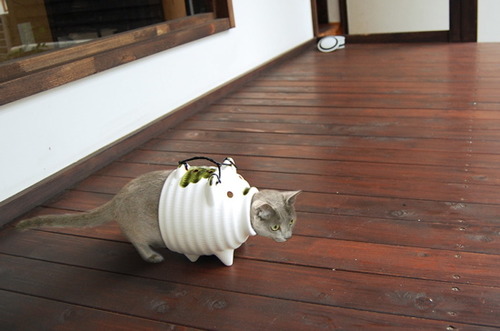 nekophoto11093.jpg