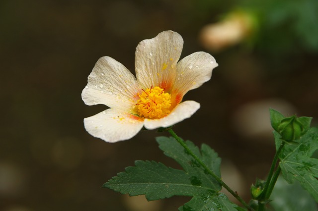 IMG_9535.jpg