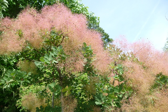 P1030967ss.jpg