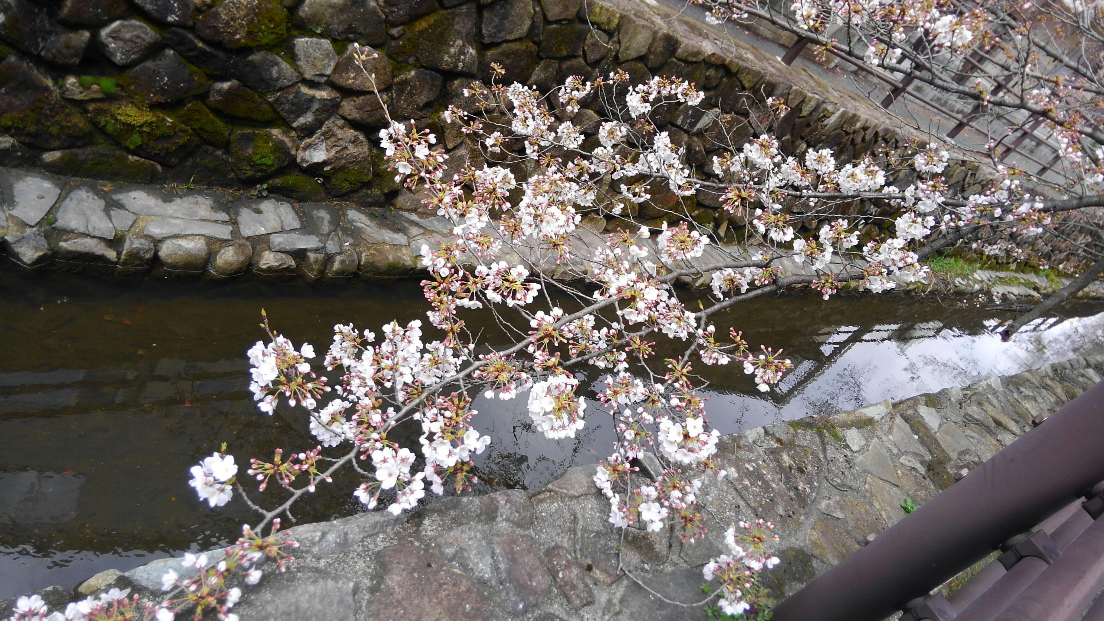 うつせみの世に似て 散る桜 古今和歌集から 60ばーばの手習い帳 楽天ブログ