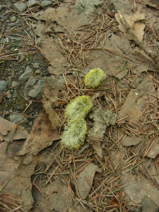 2017-04-18mori1 (1).JPG