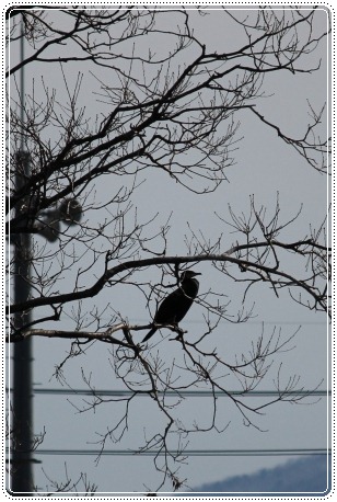 健民海浜公園-3 カワウ 13.1.12