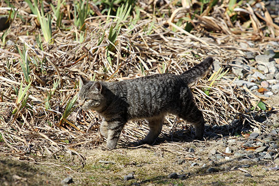 我が家のニャンコ♪2015/2/4-2
