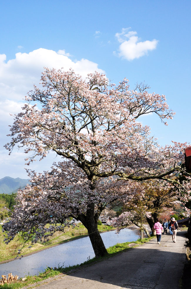 桜４
