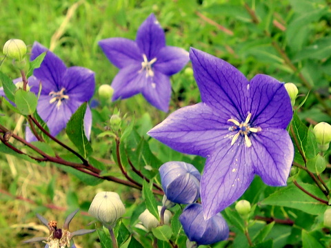 キキョウ・雄性期の花20120624