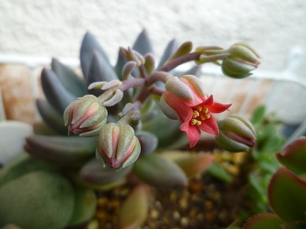 多肉のお花２.JPG