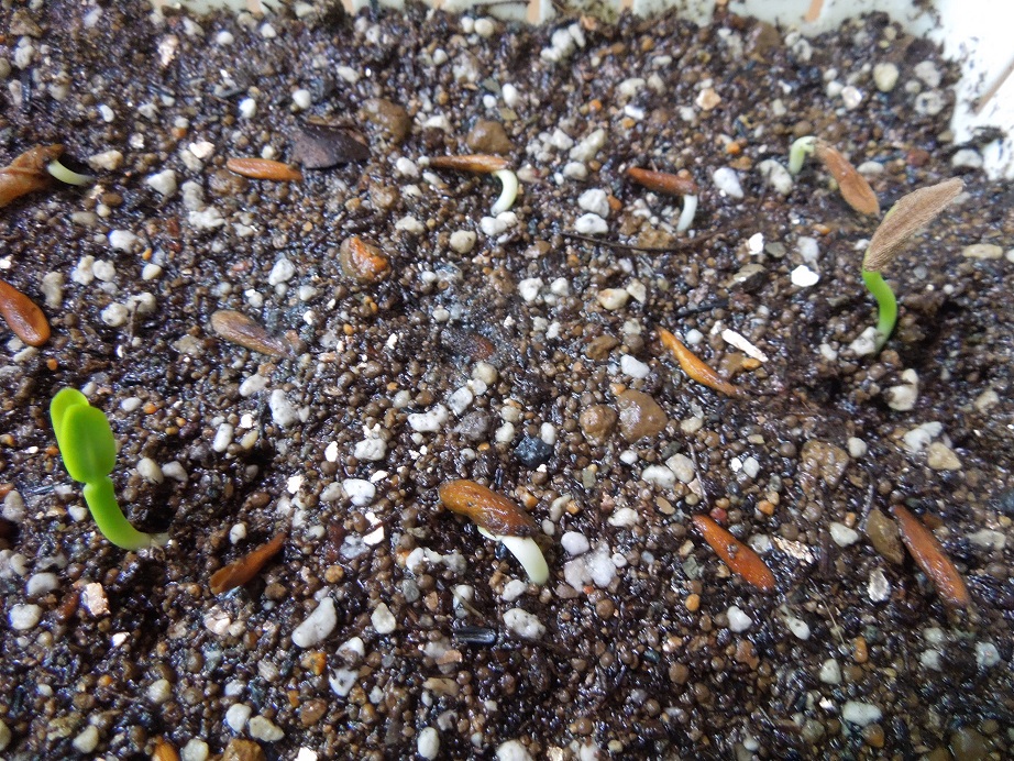 アンボンゲンセ5-22ｰ1