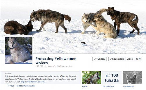 ProtectingYellowstoneWolves.jpg