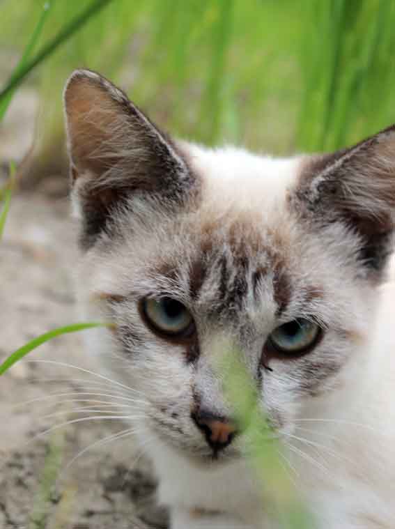 我が家のニャンコ♪2013/9/29-2