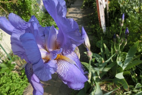 ジャーマンアイリス