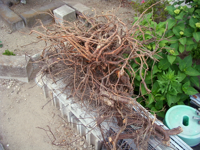 庭木の抜根 作業編 隣の芝生 楽天ブログ