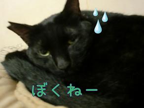 鈴ぼくね.JPG