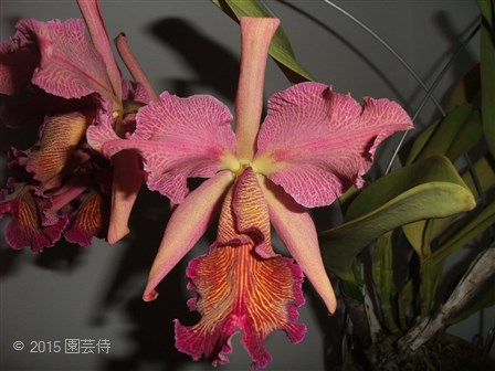 C. dowiana rosita 'Fischer's' 20150721