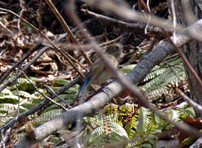 函館山　ルリビタキ（雌）