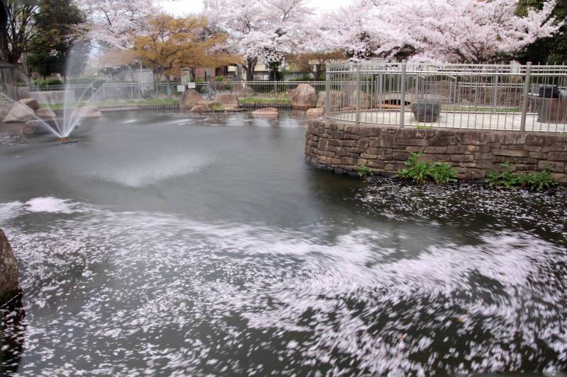 仕舞い桜_008.jpg