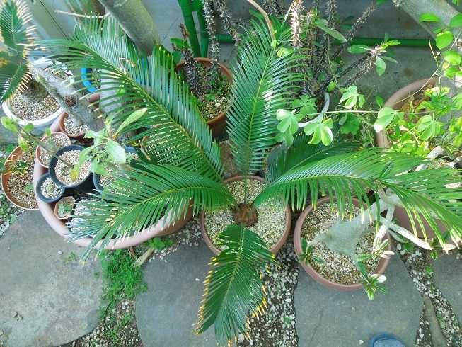 全信頼を寄せる ソテツの様子 | 楽天ブログ - 小平太1098のブログ その他観葉植物