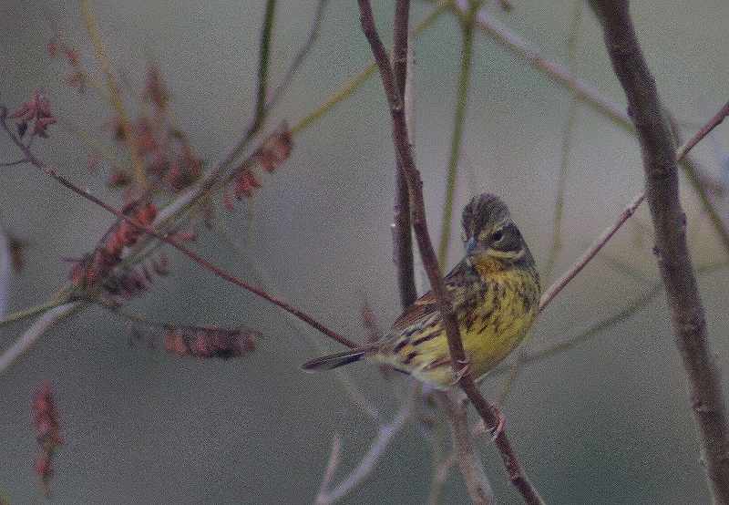 IMG_5538 (800x554).jpg