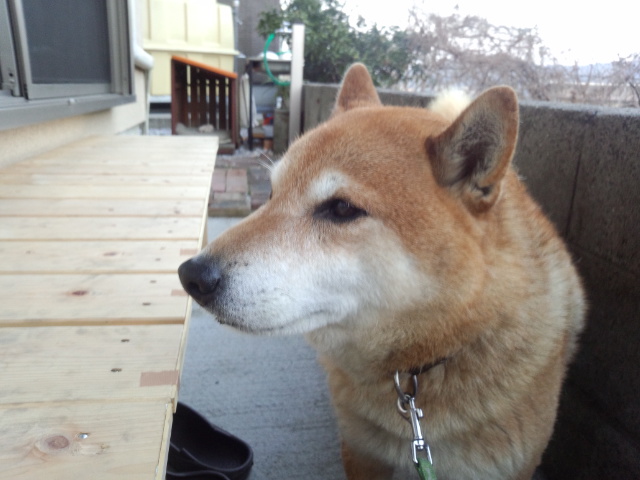 IMG_20130131_071222622.jpg