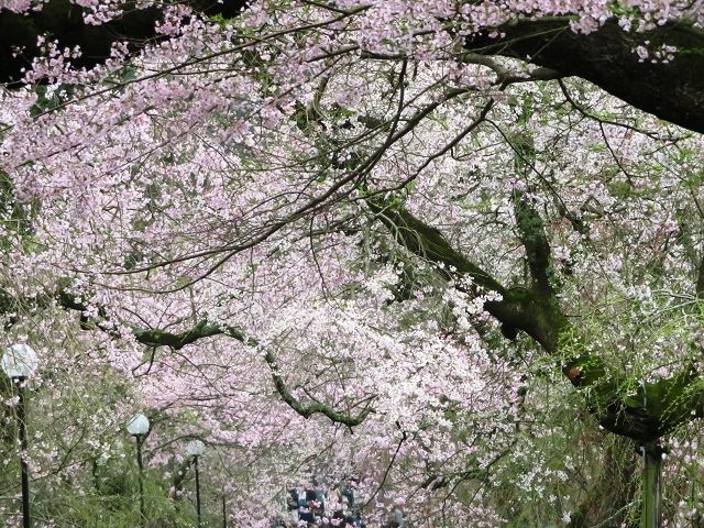 山口市阿東 徳佐八幡宮のしだれ桜 星とカワセミ好きのブログ 楽天ブログ