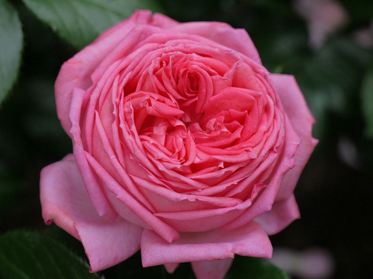 ロゼ ピエール ドゥ ロンサール バラの初開花4品種 99 102番目 バラの美と香りを求めて 楽天ブログ