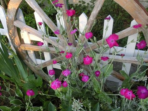 フランネル草と車輪