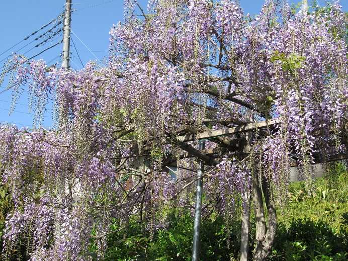 藤の花 薬師堂だより 楽天ブログ