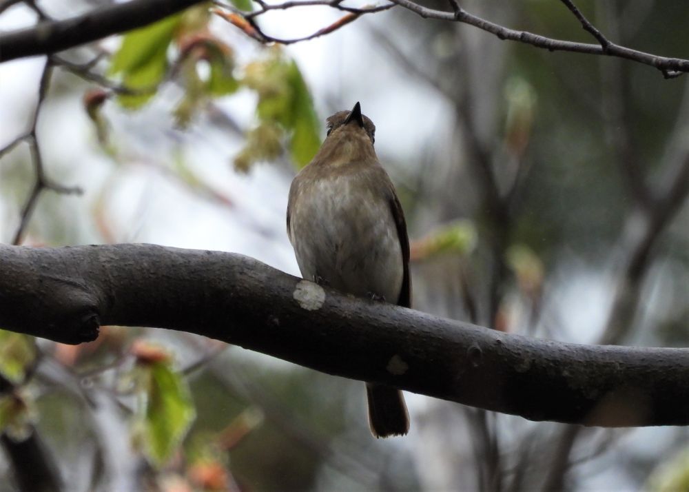 オオルリ・メス のん木ぶろぐ 楽天ブログ